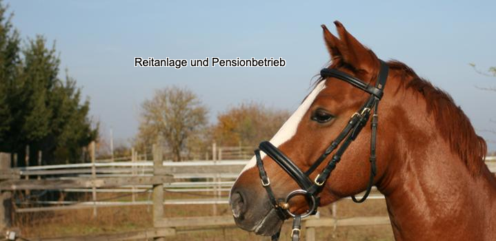 Kiefernhof Reitanlage und Pensionsbetrieb